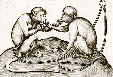 Две обезьяны. Гравюра на меди. Ок. 1500 г. Исраэль ван Мекенем младший.
