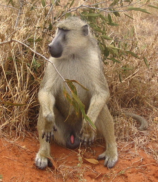 Бабуин, Кения